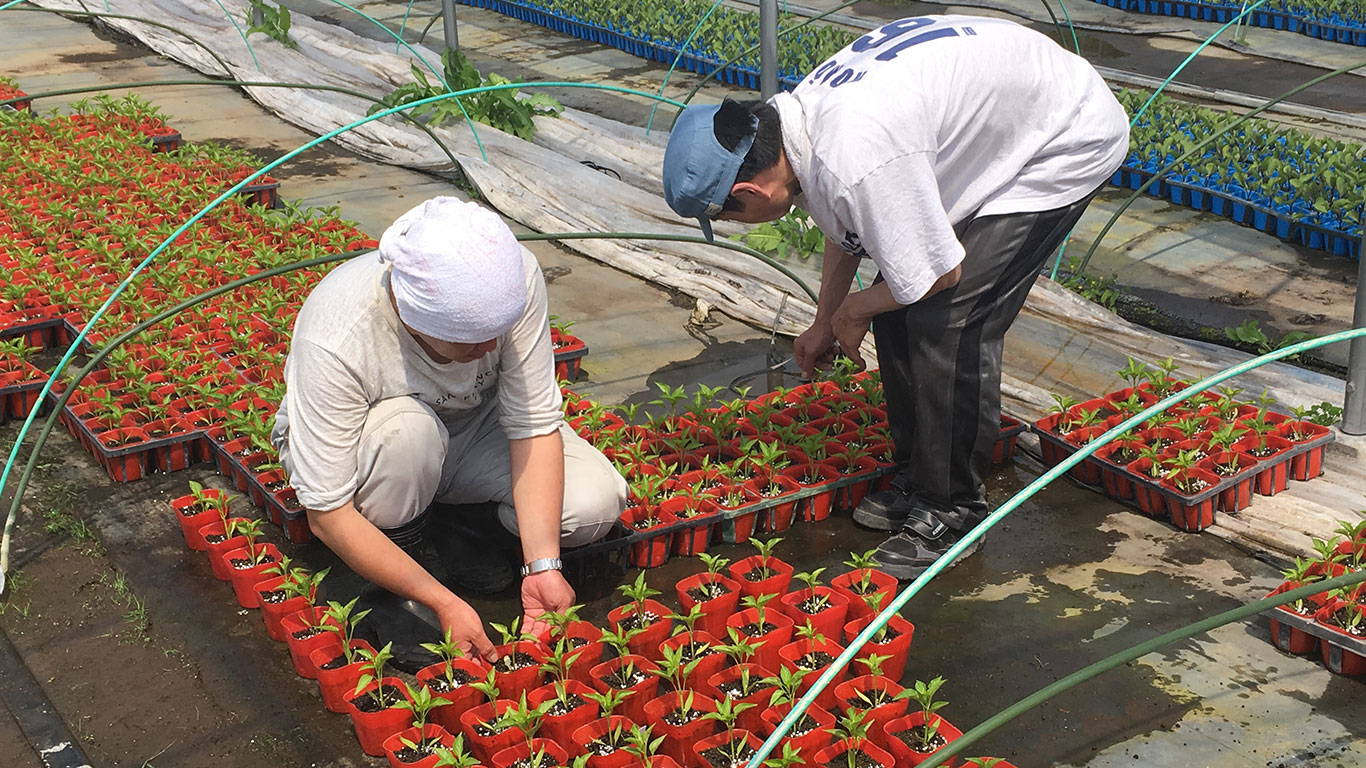 就労継続支援B型事業所わんぴーす｜株式会社SMK